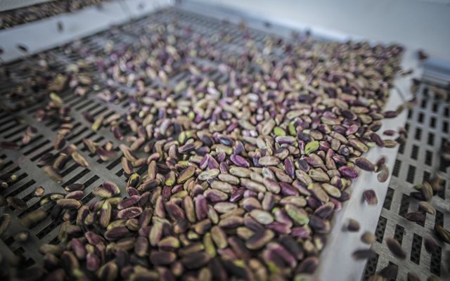 Pistachio kernels on a processing belt